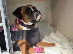 A boxer resting on soft bedding after surgery, IV line in place