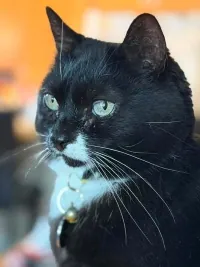 Suki