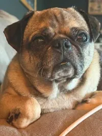 Winston