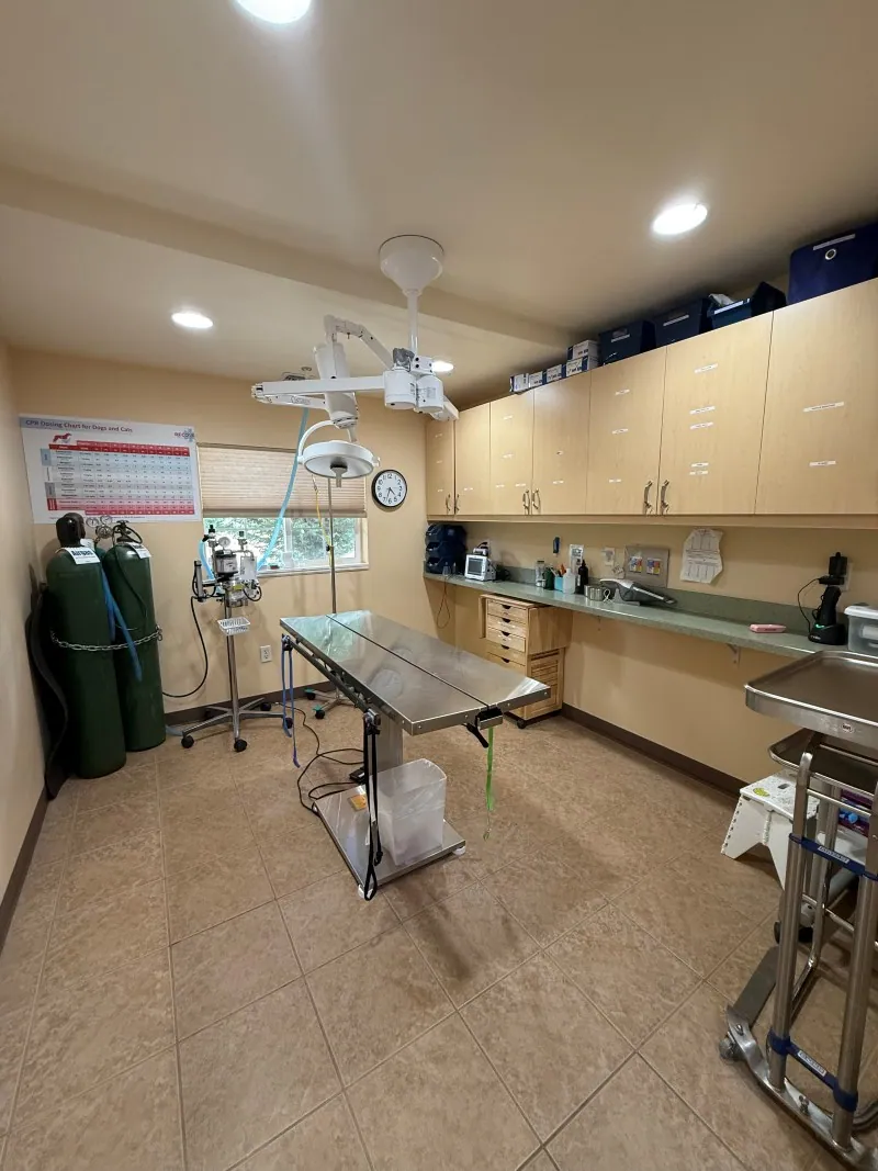 The dedicated surgery suite with a surgical table, lights and anesthesia equipment