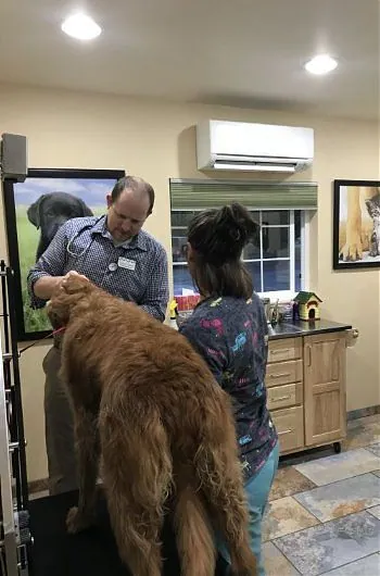 A veterinarian and assistant examining a long-haired golden dog